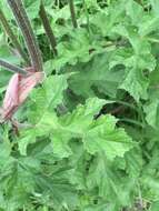 Image of Heracleum sphondylium subsp. sphondylium