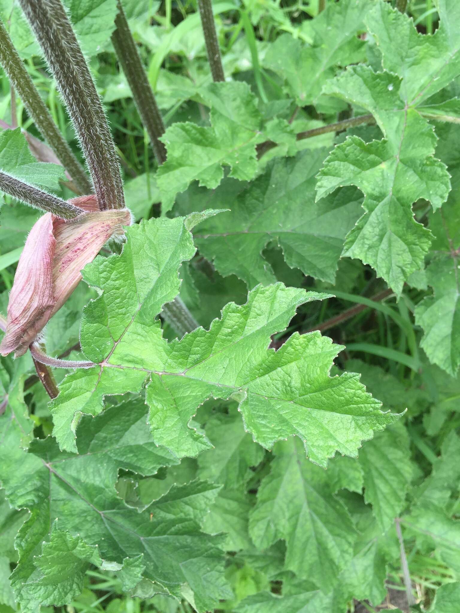 صورة Heracleum sphondylium subsp. sphondylium