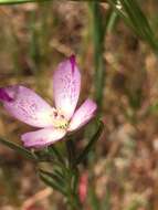 Слика од Clarkia affinis H. & M. Lewis