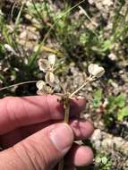 Image of bigroot springparsley