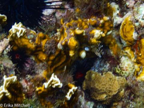 Image of Box Fire Coral