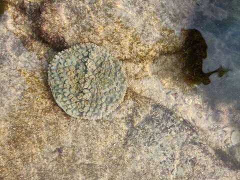 Image of Duncanopsammia peltata