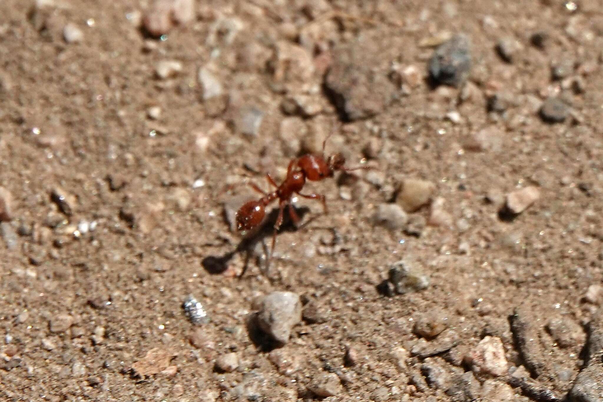 Слика од Pogonomyrmex subdentatus Mayr 1870