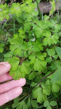 Image of Aquilegia buergeriana Sieb. & Zucc.