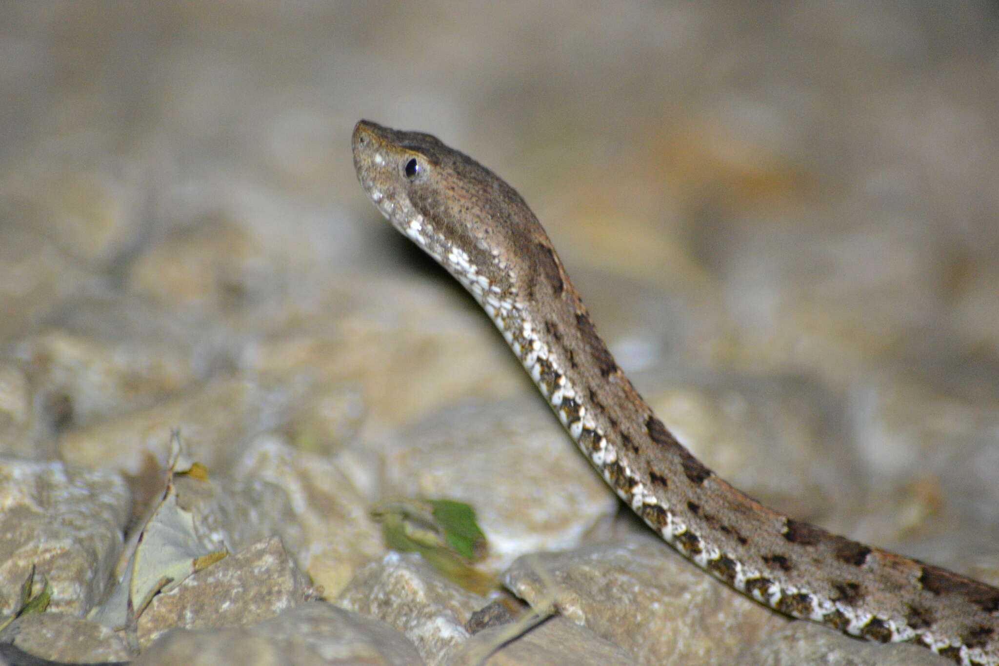 Image of Slender Hognose Viper