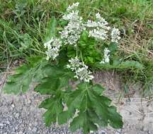 Image of Heracleum carpaticum Porc.