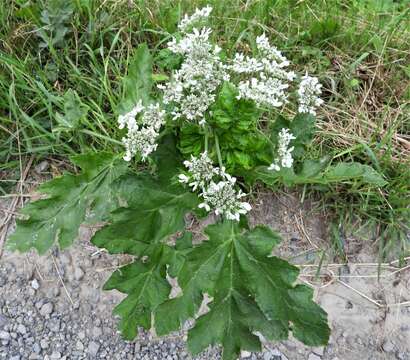 Image of Heracleum carpaticum Porc.