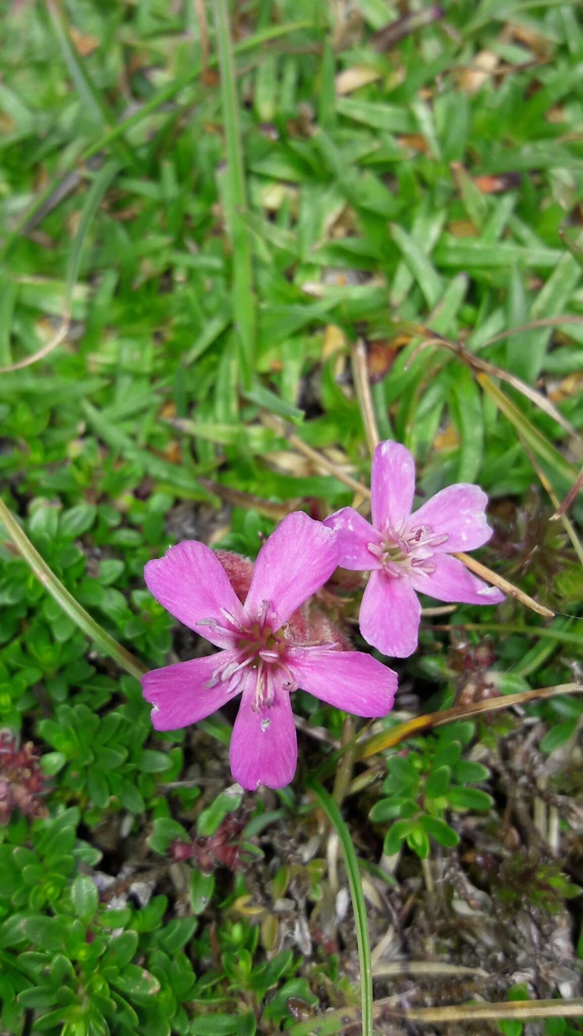 Image of Saponaria caespitosa DC.