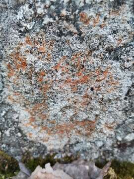 Image of rockloving lecidea lichen