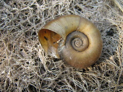 Image of Great Ram's Horn Snail