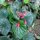 Image of Begonia pulvinifera C. I Peng & Yan Liu