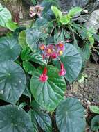 Image of Begonia pulvinifera C. I Peng & Yan Liu