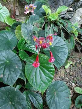 Image of Begonia pulvinifera C. I Peng & Yan Liu