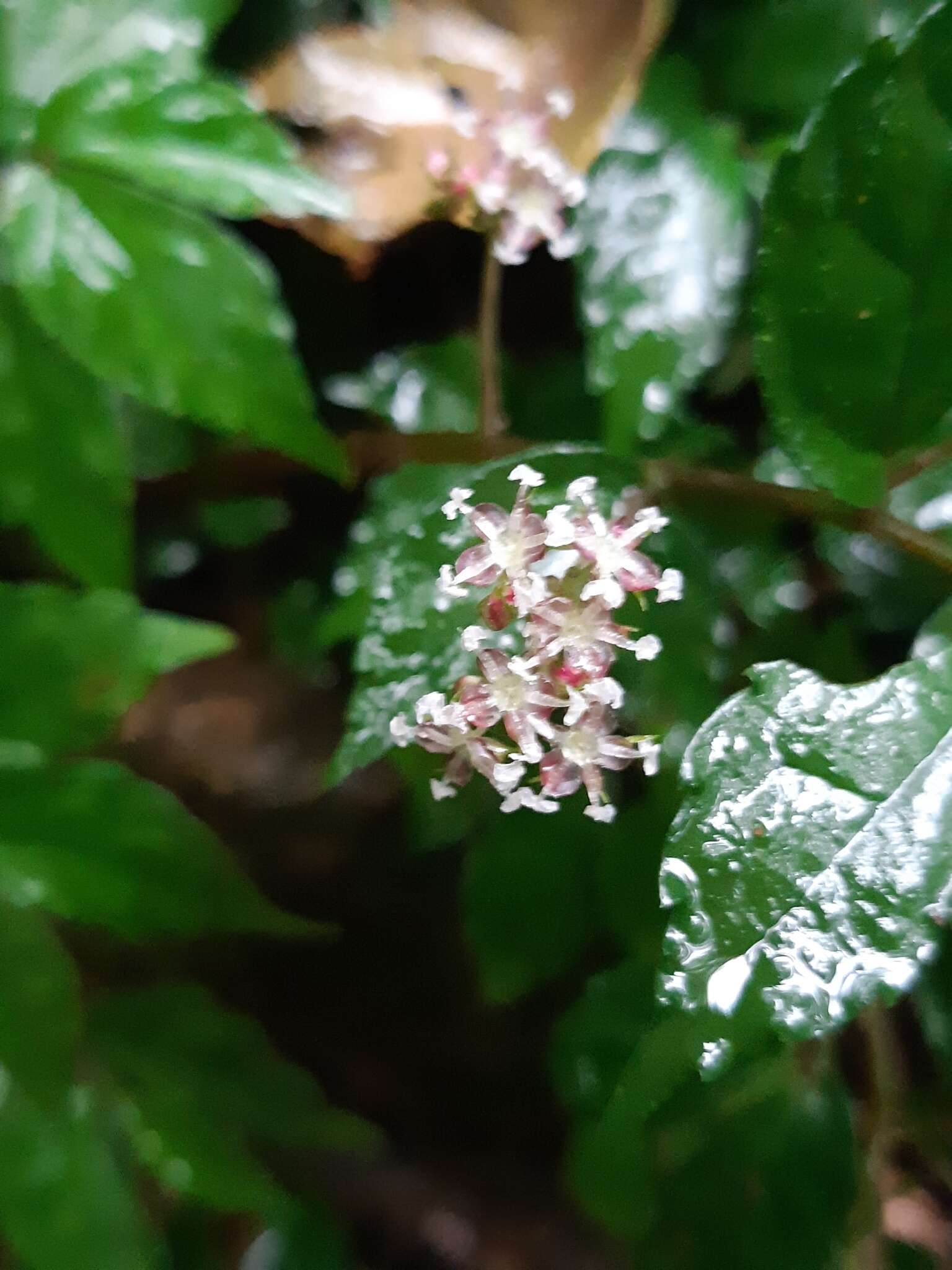 Image of Pellionia radicans (Sieb. & Zucc.) Wedd.