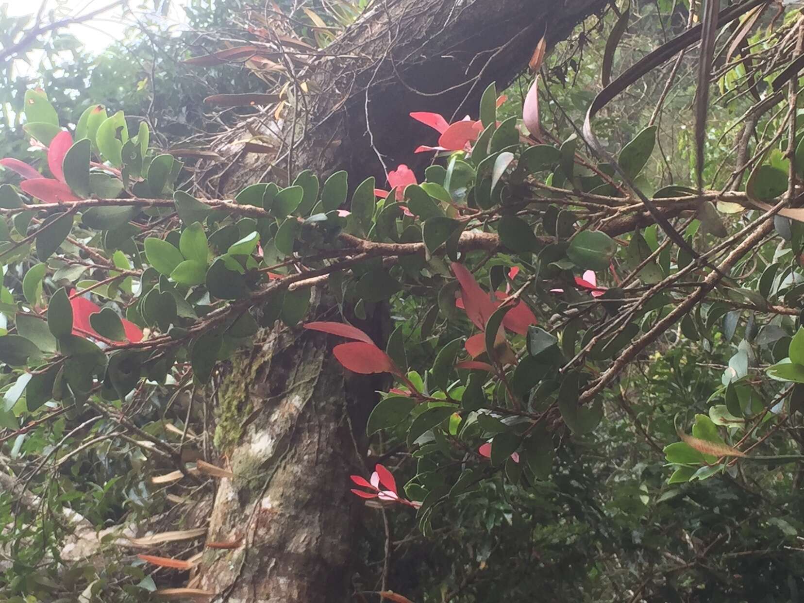 Image of Vaccinium emarginatum Hayata