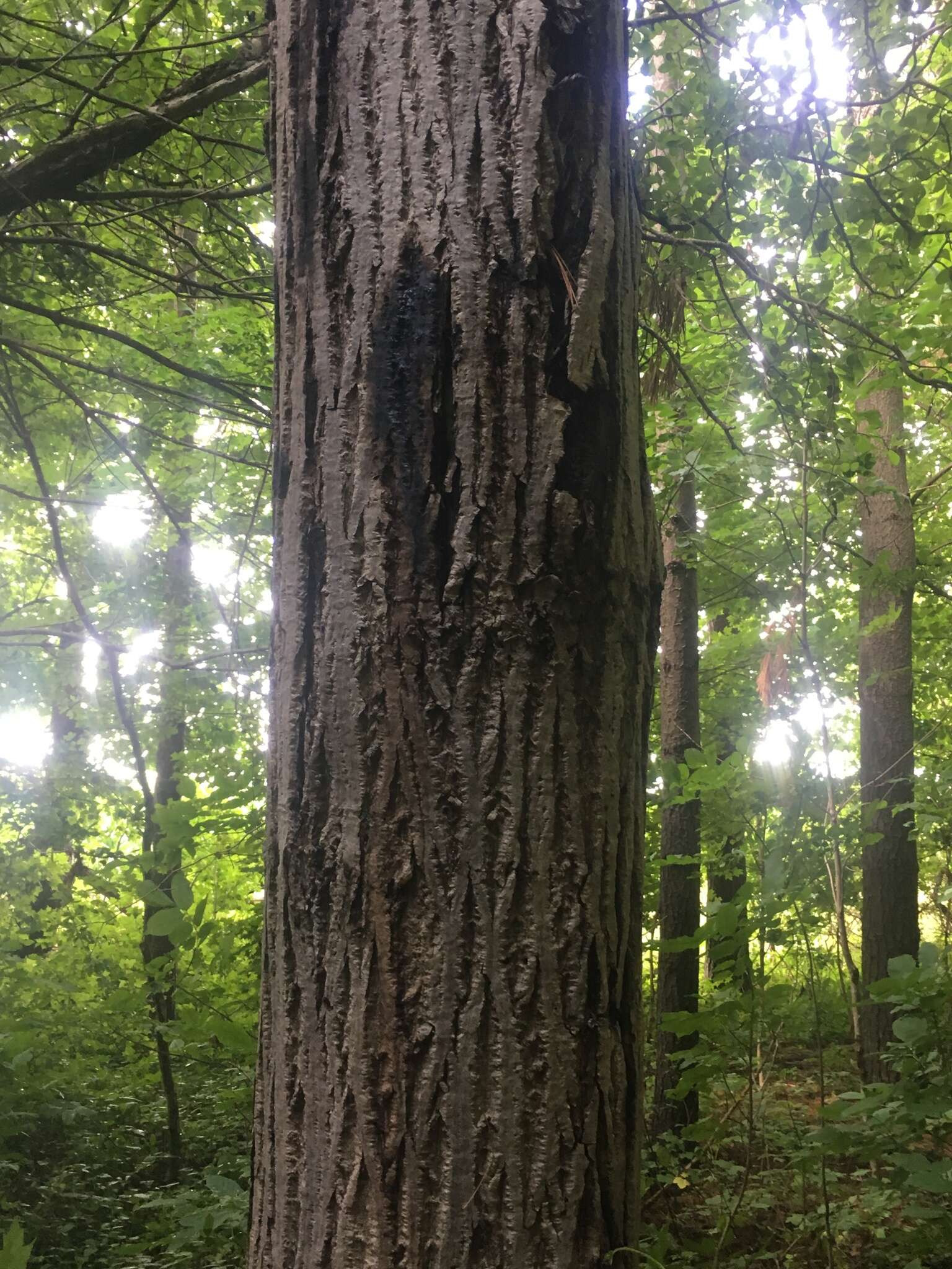 Image of Butternut canker fungus