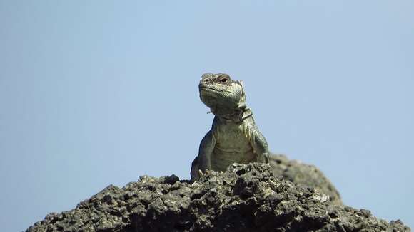 Uromastyx ocellata Lichtenstein 1823 resmi