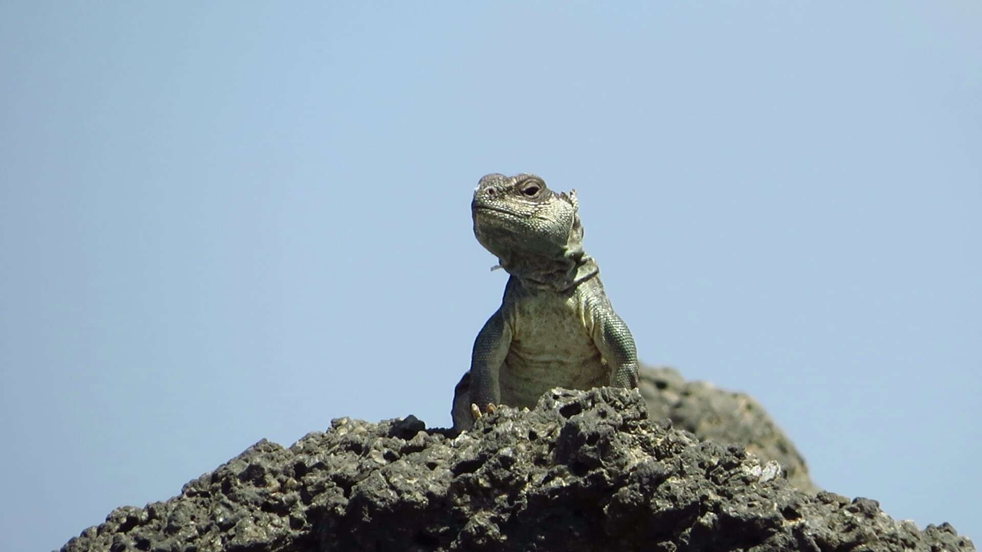 Image of Eyed Dabb Lizard