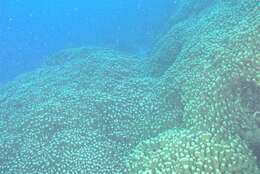 Image of cactus coral