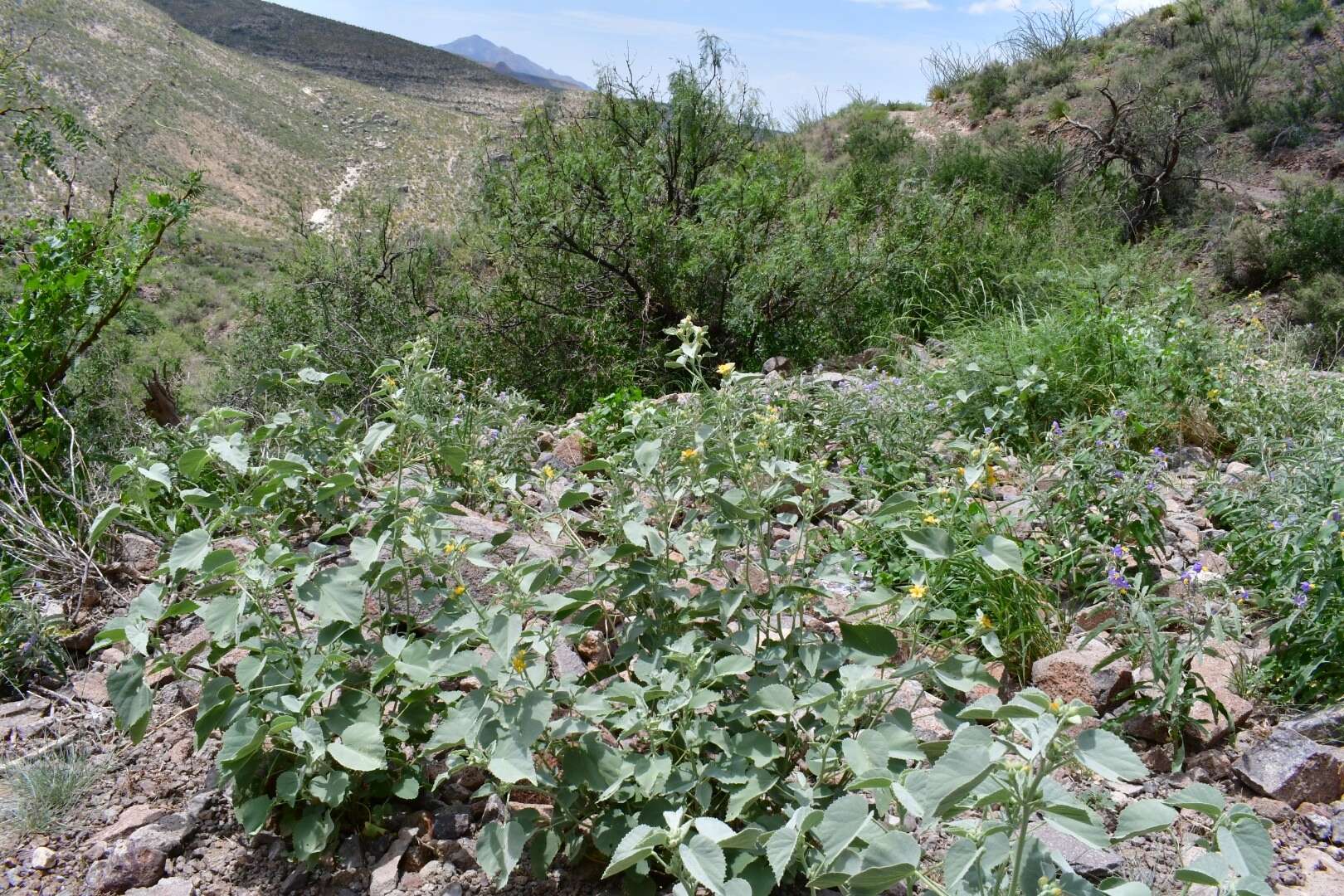 Image of yellow Indian mallow