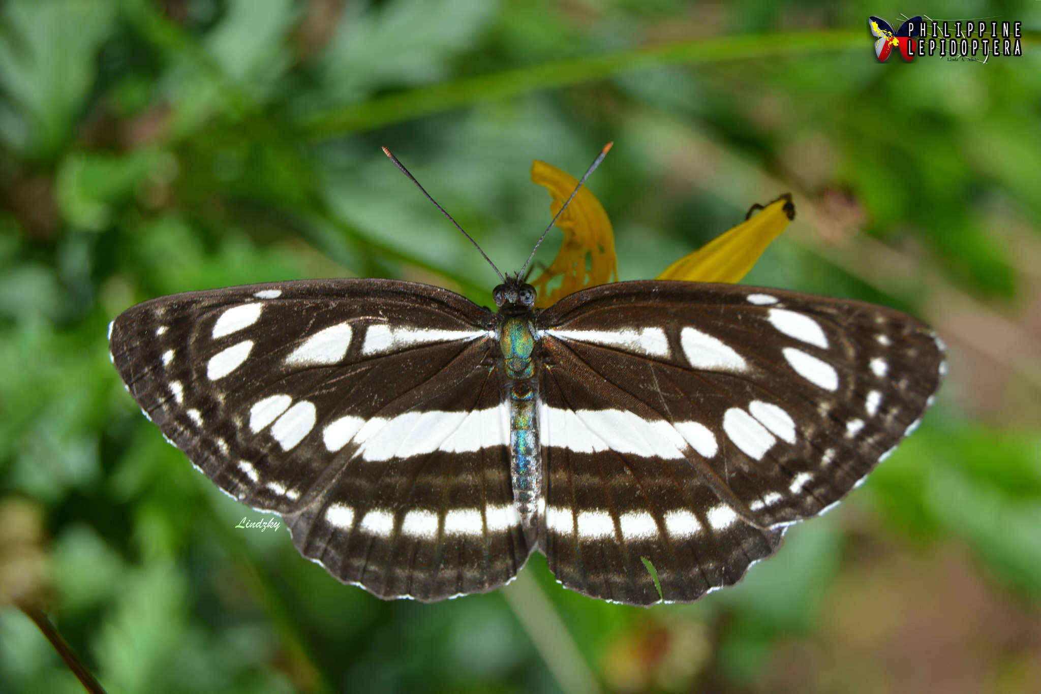 Imagem de Neptis mindorana ilocana Felder 1863