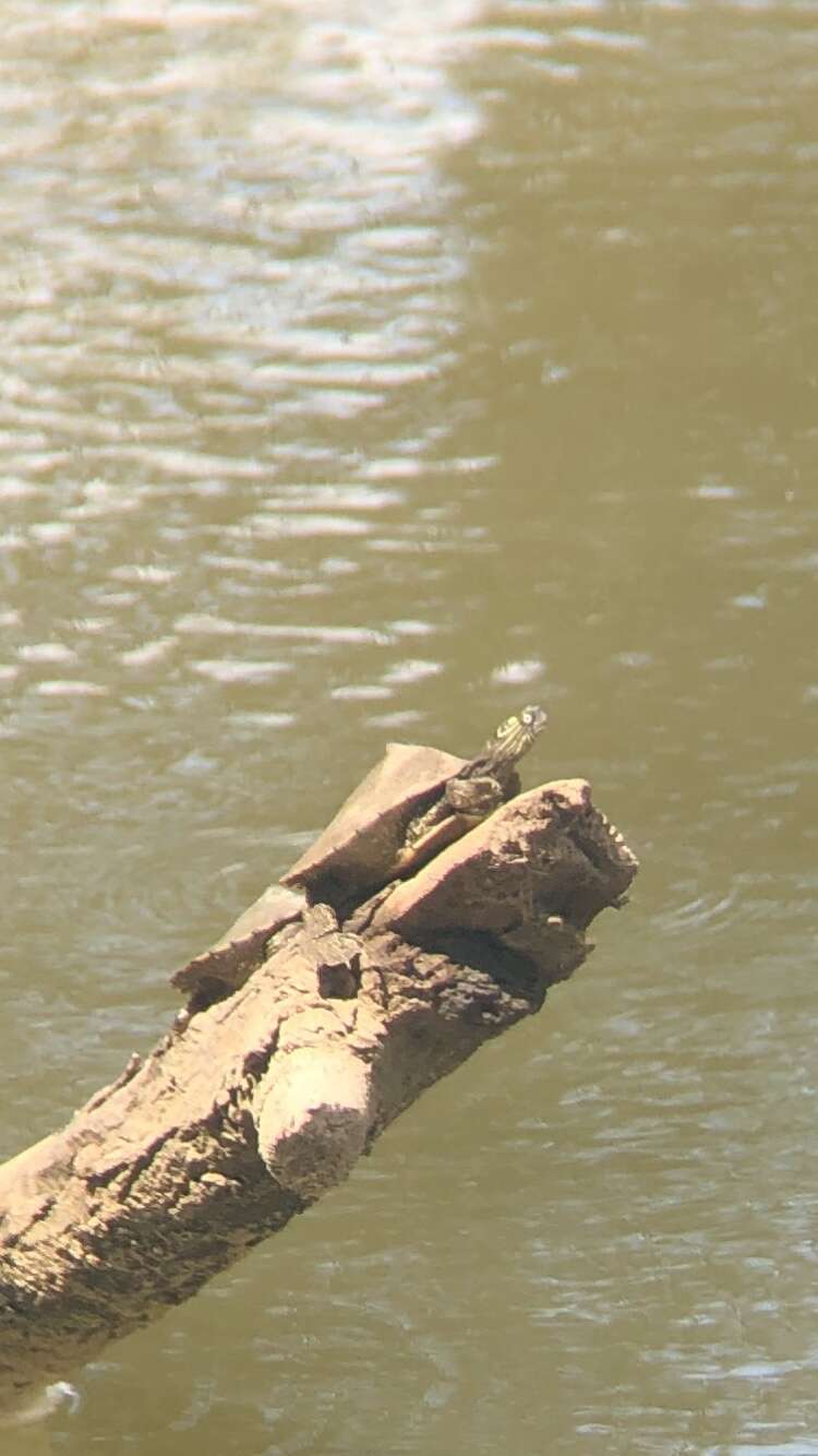 Image of Sabine map turtle