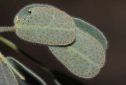 Image de Pomaria melanosticta S. Schauer