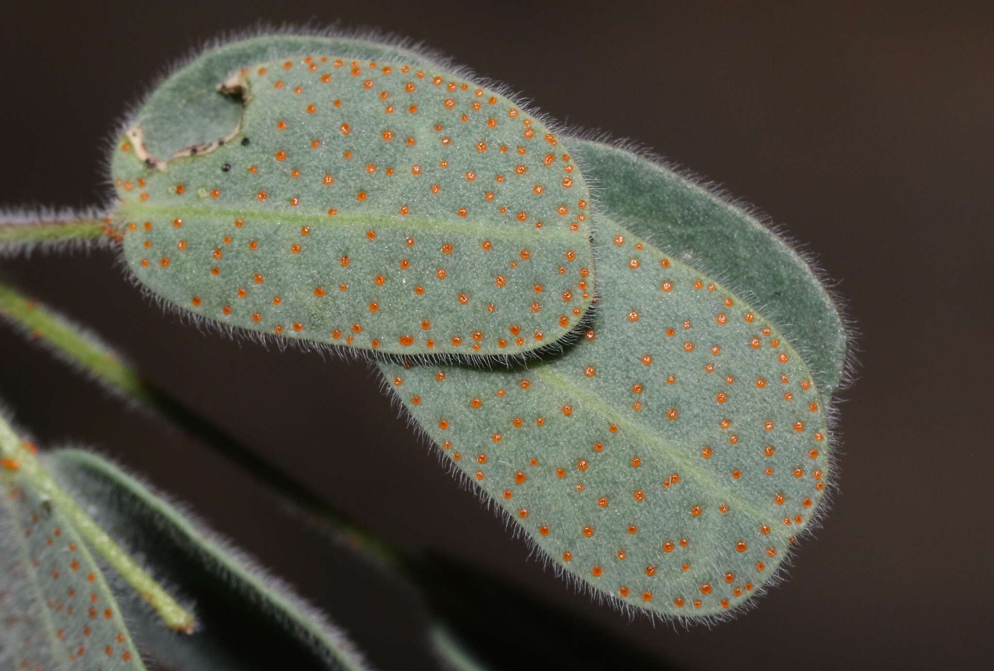 Image de Pomaria melanosticta S. Schauer