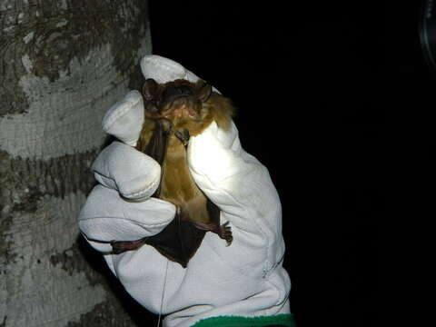 Image of Giant Noctule