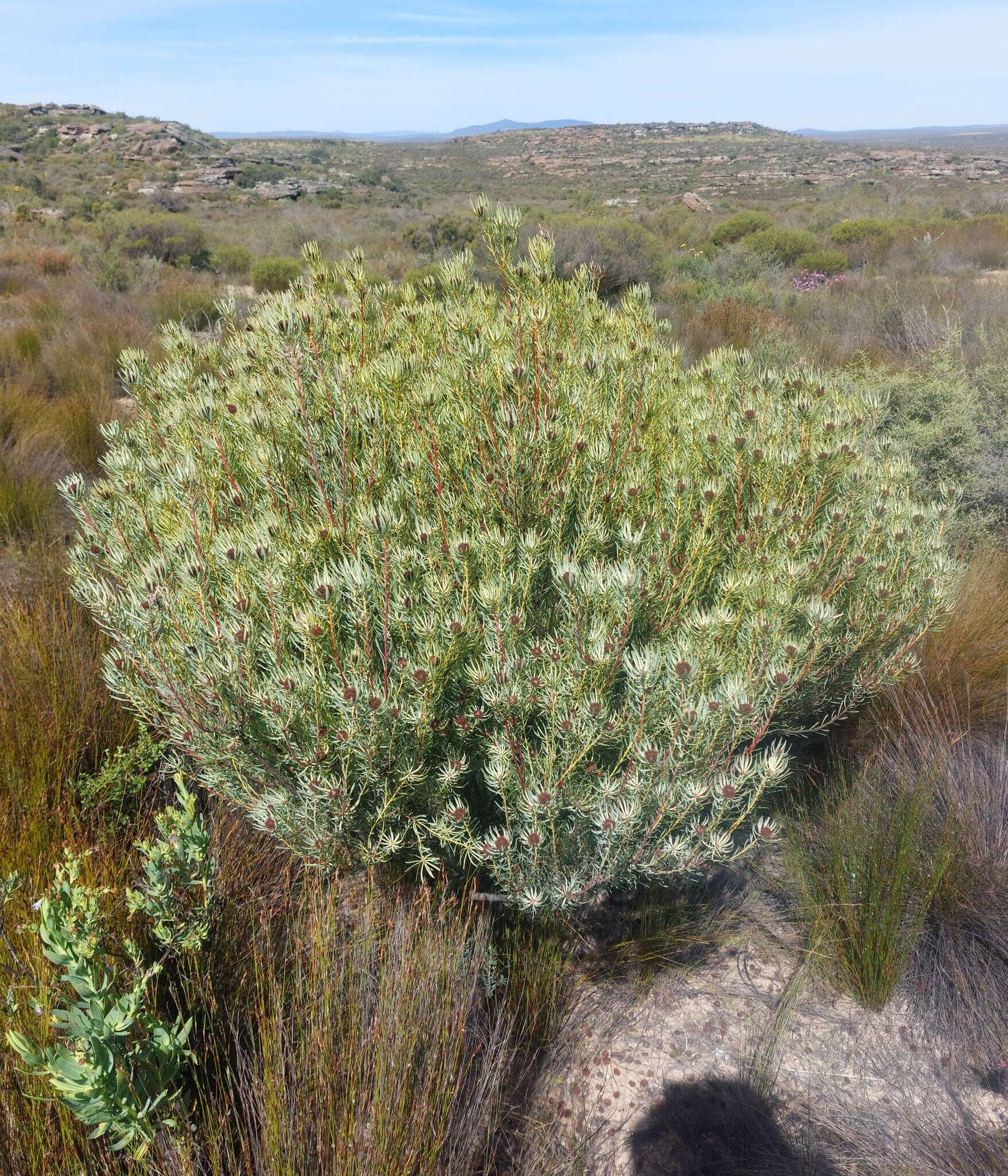 Image of Leucadendron sheilae I. J. M. Williams