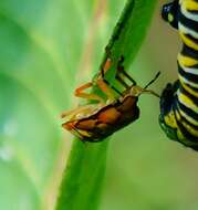 Image of Spined Soldier Bug