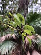 Image of Florida hobblebush