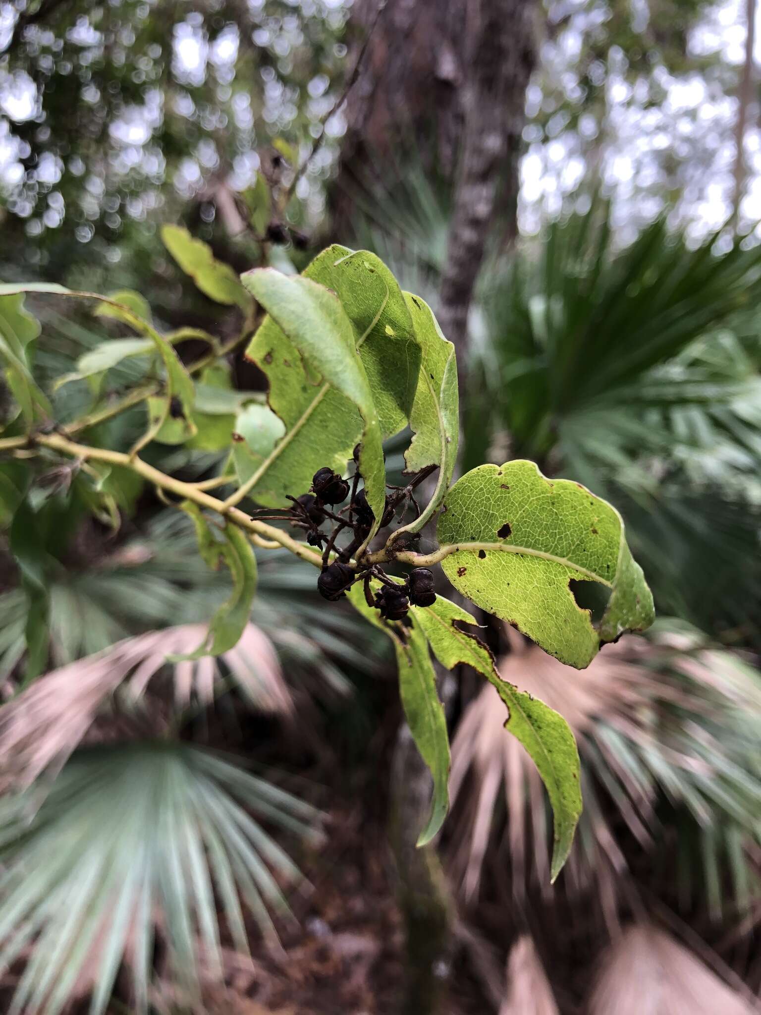 Image of Florida hobblebush