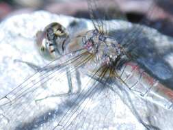 Image of Common Darter