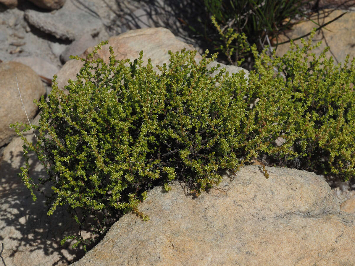 Image of Polpoda stipulacea (Leighton) Adamson