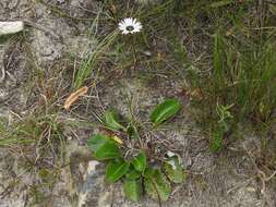 Gerbera crocea (L.) Kuntze的圖片