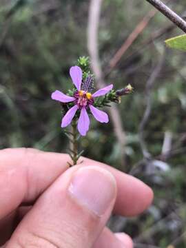 Image of Cuphea ericoides Cham. & Schltdl.