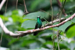 Image of Blue-vented Hummingbird