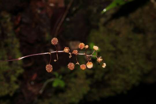 Image of Seychellaria madagascariensis C. H. Wright