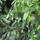 Image of Posoqueria longiflora Aubl.