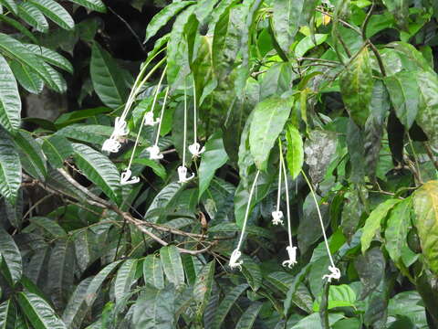 Image of Posoqueria longiflora Aubl.