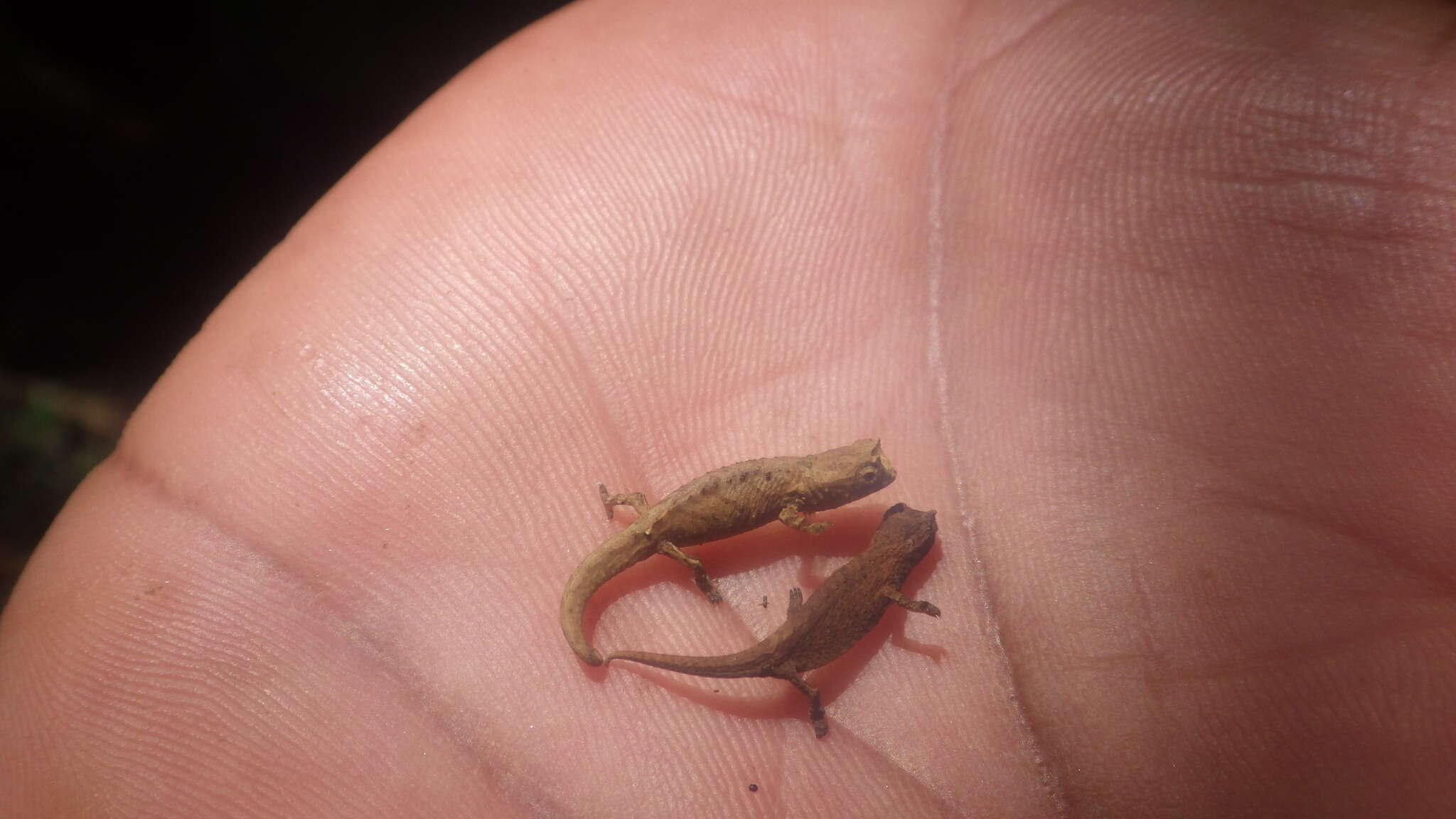 Image of Mount d'Ambre Leaf Chameleon