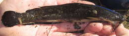 Clarias ngamensis Castelnau 1861 resmi