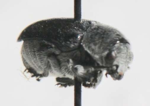 Image of Coleothorpa