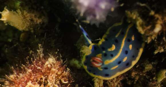 Image of Hypselodoris festiva (A. Adams 1861)