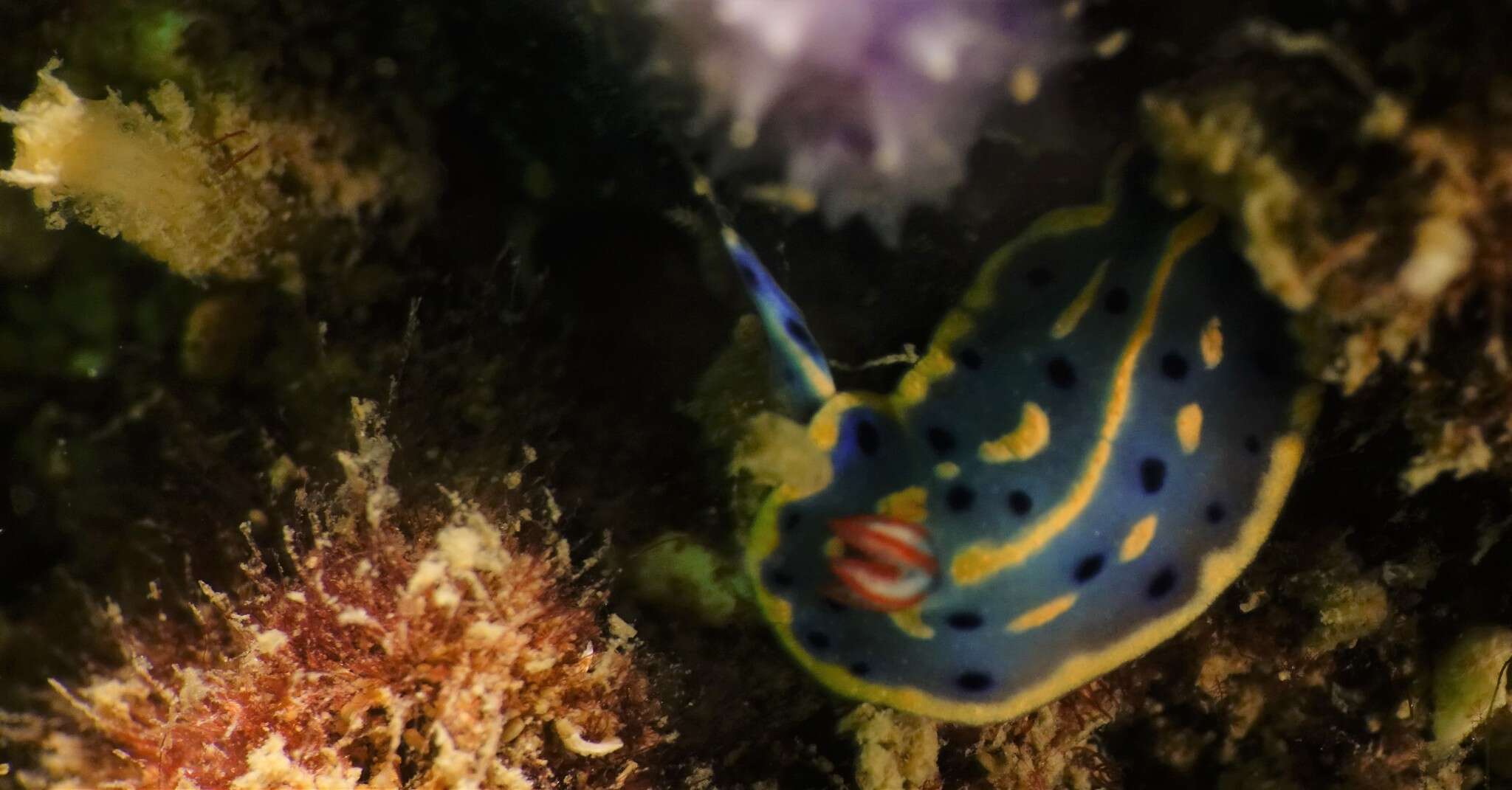 Image de Hypselodoris festiva (A. Adams 1861)