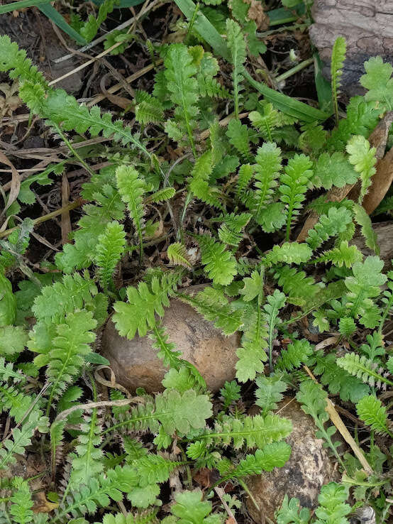 Image of Leptinella traillii subsp. pulchella (Kirk) D. G. Lloyd & C. J. Webb