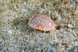 Image of granulated cowry