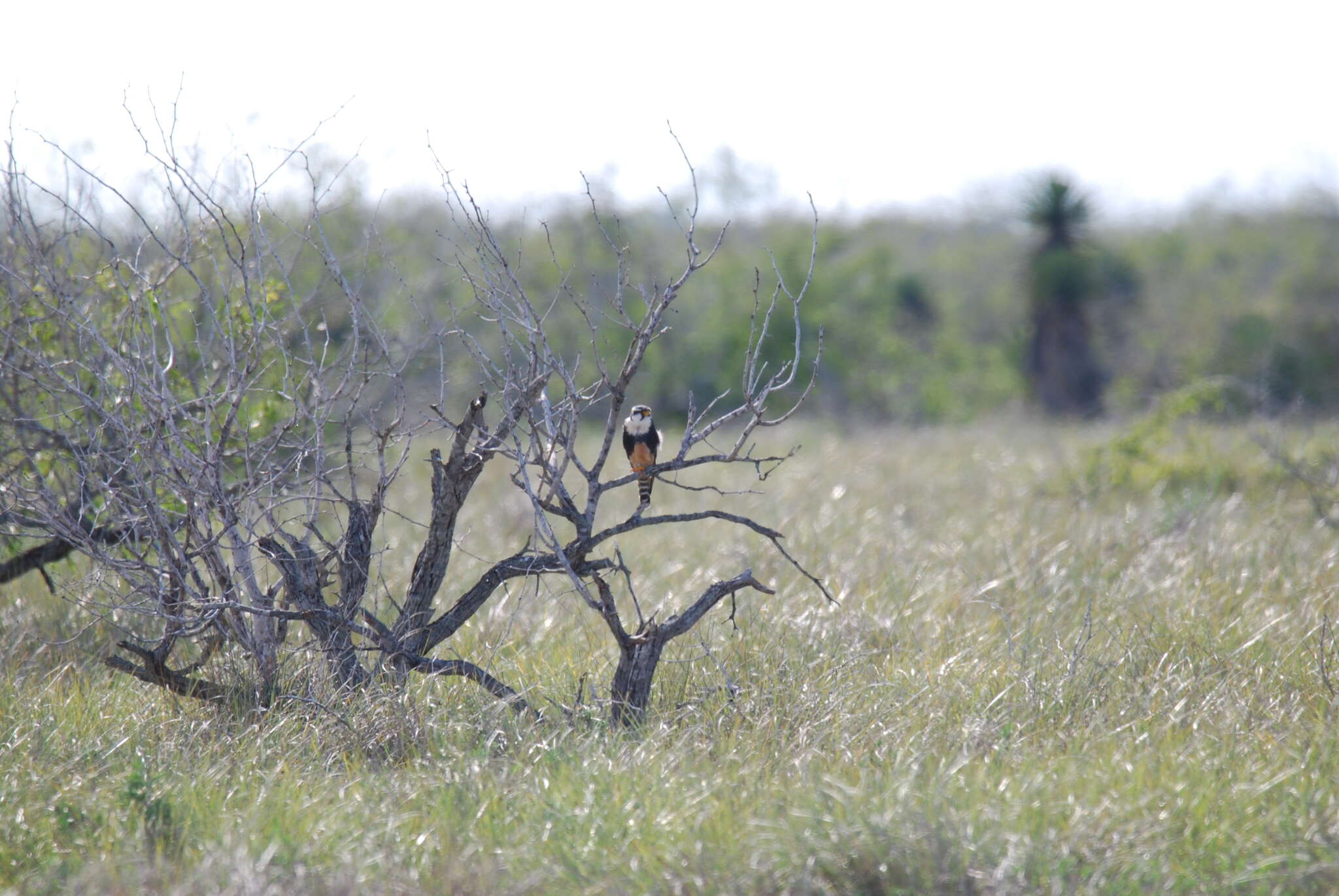 Image of Northern Aplomado Falcon