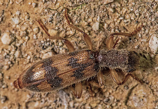 Image of Cymatodera undulata (Say 1825)